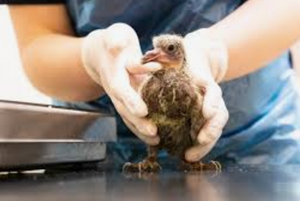 HARPERS FUND REHABILITATION PROGRAMME for pigeon carers in the UK